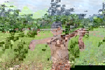 Biru Working In The Fields