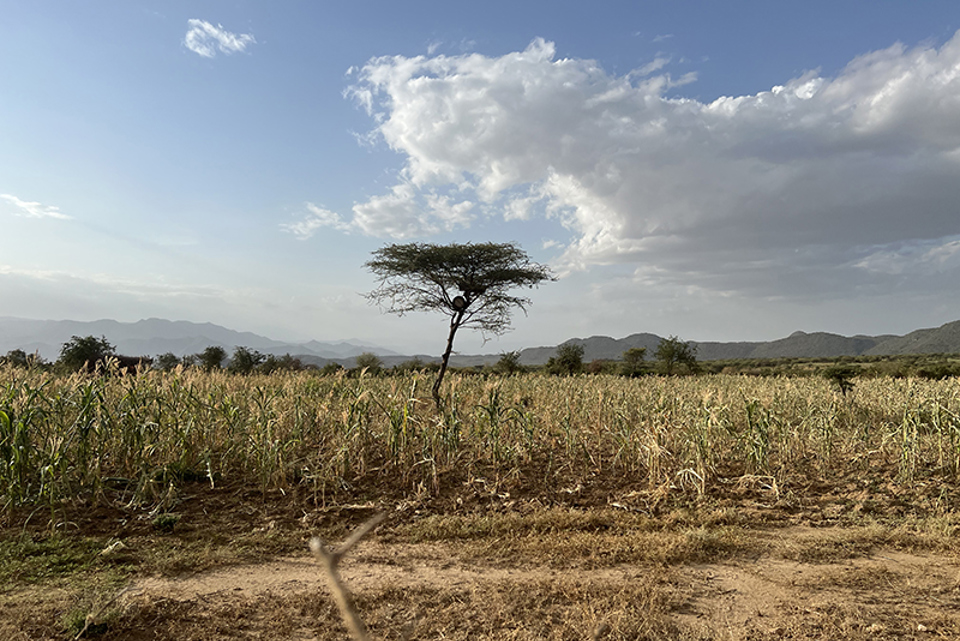 Drought Struck Lands Of Southern Ethiopia. Photo, Richard Landels, Caritas Australia