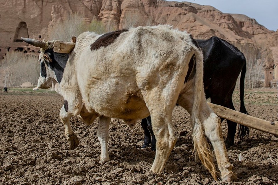 Livestock training in Afghanistan